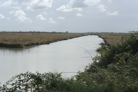 Un canal du marais mouillé